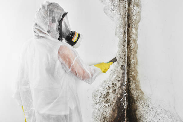 Best Attic Mold Remediation in Blanchester, OH