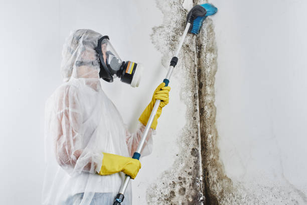 Best Industrial Mold Remediation in Blanchester, OH