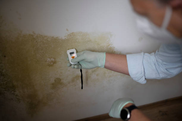 Best Mold Remediation for Specific Building Types in Blanchester, OH