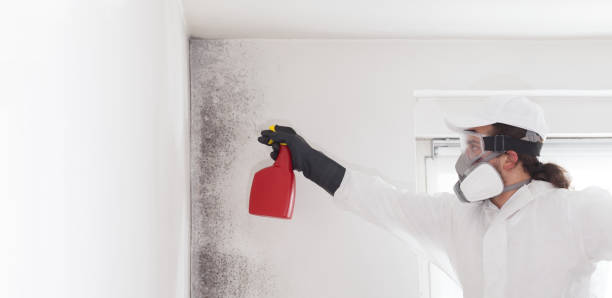 Reliable Blanchester, OH Mold Remediation Solutions