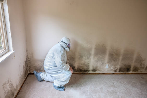 Best DIY Mold Remediation Support Services in Blanchester, OH