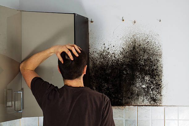 Trusted Blanchester, OH Mold Remediation Experts